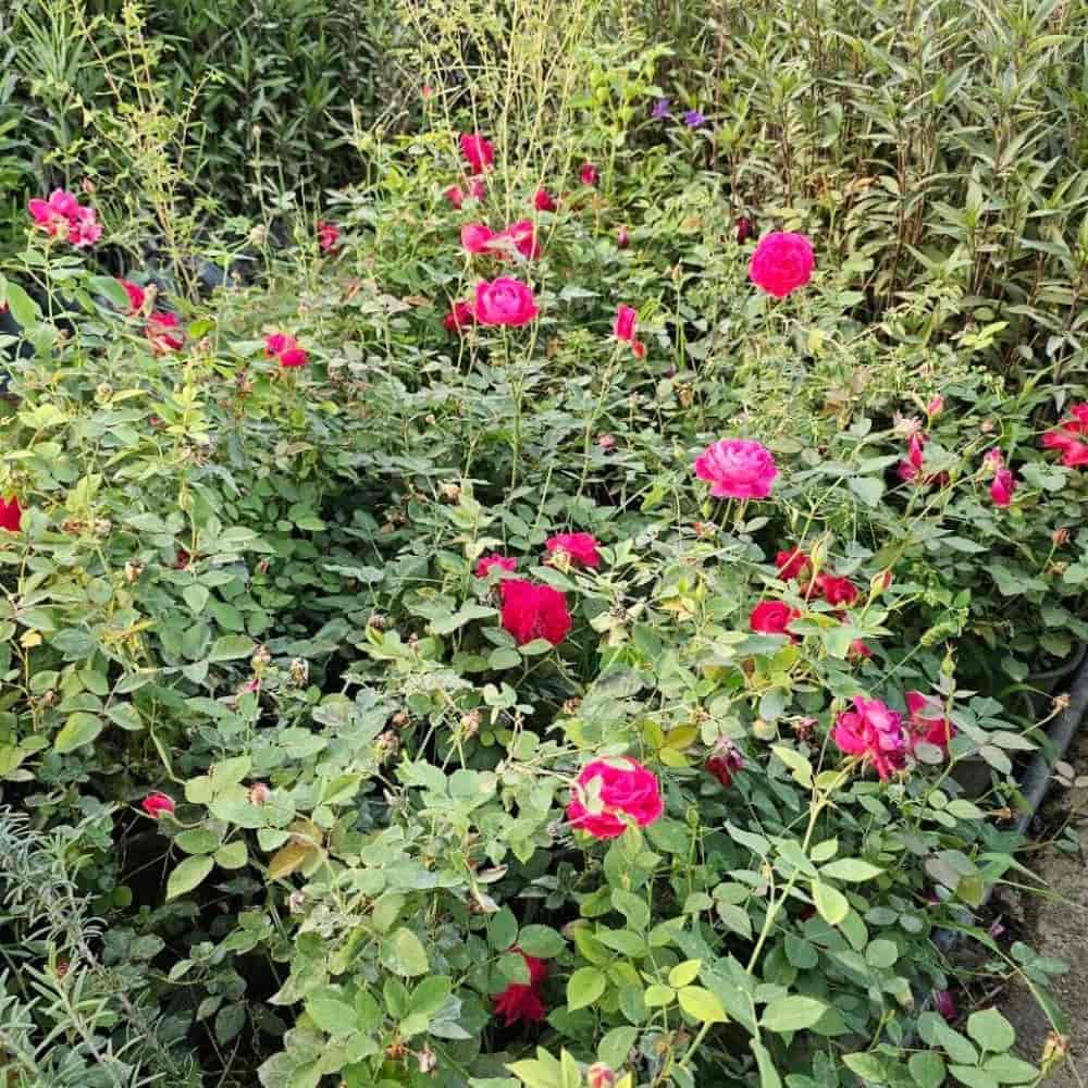 گل محمدی